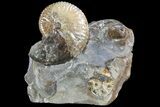 Iridescent Discoscaphites Ammonite - South Dakota #73842-1